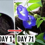 Blue Butterfly Pea 20 Seeds නිල්කටරොළු 20 Seeds of Clitoria Ternatea  for Natural Organic Farming Vegetable, Fruit & flower Seed Blue Butterfly Pea 20 Seeds නිල්කටරොළු 20 Seeds of Clitoria Ternatea for Natural Organic Farming Vegetable, Fruit & flower Seed - Image 6